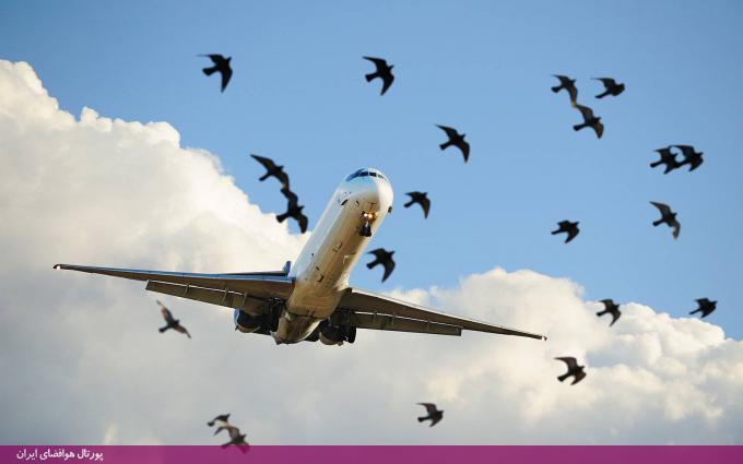 دلایل برخورد پرنده‌ها با بال چپ هواپیما چیست؟